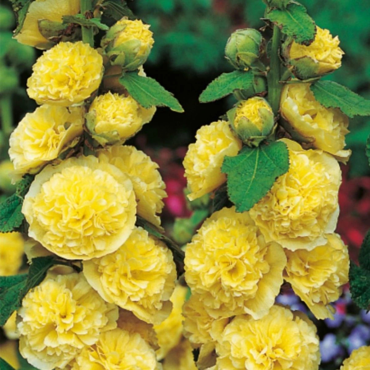 Topolovka žlutá - Alcea rosea - prostokořenné sazenice - 1 ks