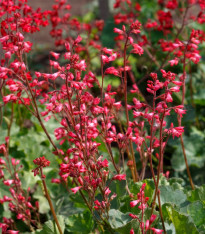 Dlužicha krvavá - Heuchera sanquinea - prostokořenné sazenice - 1 ks