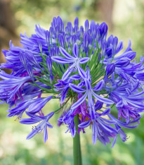 Kalokvět modrý - Agapanthus praecox - prostokořenné sazenice - 1 ks