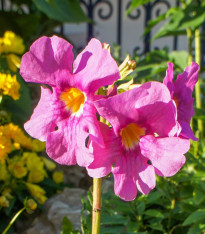 Dvojostice růžová - Incarvillea delavayi - cibuloviny - 1 ks