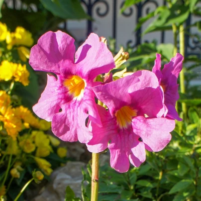 Dvojostice růžová - Incarvillea delavayi - cibuloviny - 1 ks