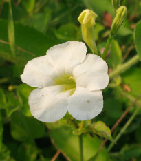 Dvojostice bílá - Incarvillea delavayi - cibuloviny - 1 ks