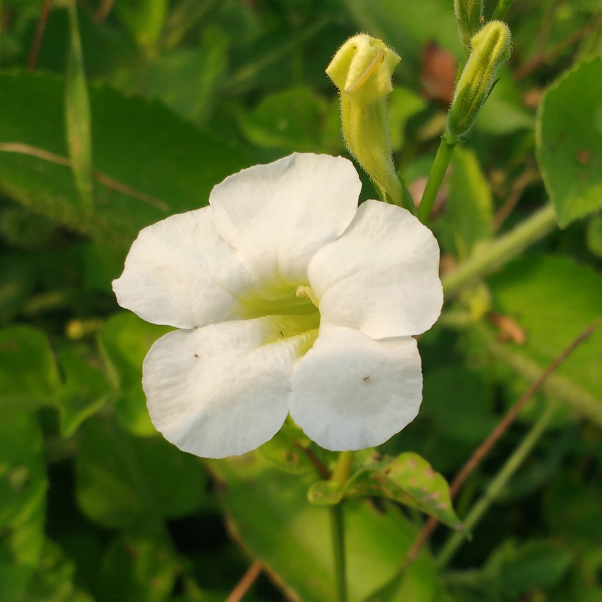 Dvojostice bílá - Incarvillea delavayi - cibuloviny - 1 ks