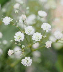 Šáter latnatý bílý - Gypsophila paniculata - prostokořenné sazenice - 1 ks