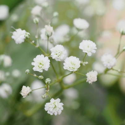Šáter latnatý bílý - Gypsophila paniculata - prostokořenné sazenice - 1 ks