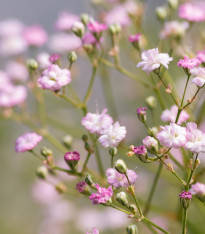 Šáter latnatý růžový - Gypsophila paniculata - prostokořenné sazenice - 1 ks
