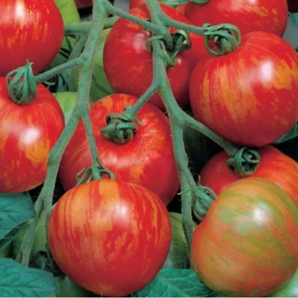 Rajče tyčkové melounové Duo - Lycopersicon esculentum mill - semena - 35 ks