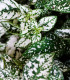 Podrostovka listoklasá Splash Select White - Hypoestes - semena - 30 ks