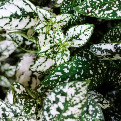 Podrostovka listoklasá Splash Select White - Hypoestes - semena - 30 ks