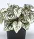 Podrostovka listoklasá Splash Select White - Hypoestes - semena - 30 ks