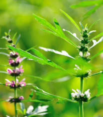 Srdečník sibiřský - Leonurus sibiricus - semena - 50 ks