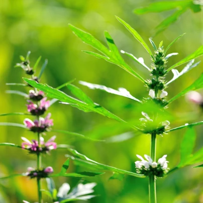 Srdečník sibiřský - Leonurus sibiricus - semena - 50 ks