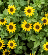 BIO Vitálka položená - Sanvitalia procumbens - bio semena - 60 ks