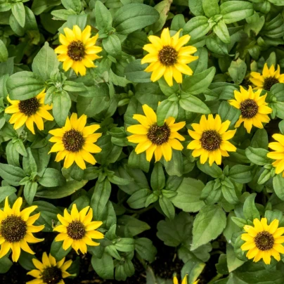 BIO Vitálka položená - Sanvitalia procumbens - bio semena - 60 ks