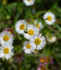 Turan Karwinského Profusion - Erigeron karvinskianus - semena - 50 ks