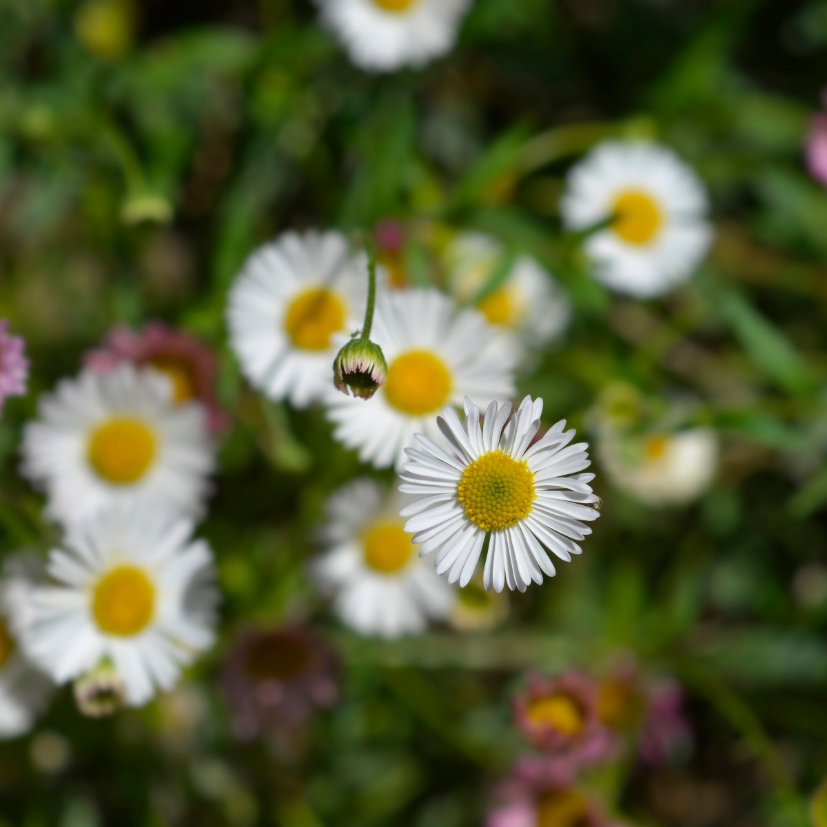 Turan Karwinského Profusion - Erigeron karvinskianus - semena - 50 ks