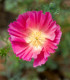 Sluncovka kalifornská plnokvětá růžová - Eschscholzia californica - semena - 150 ks