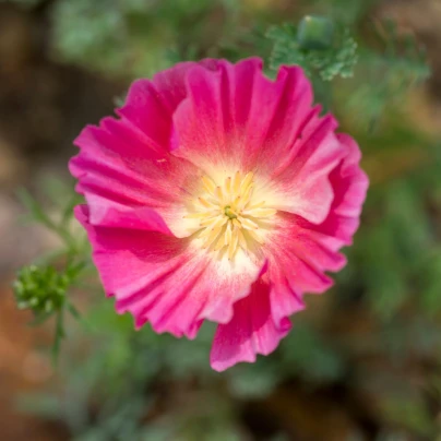 Sluncovka kalifornská plnokvětá růžová - Eschscholzia californica - semena - 150 ks