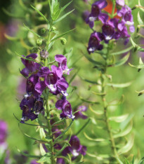 Angelonie úzkolistá Serenita purple - Angelonia serenita - semena - 6 ks