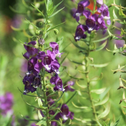 Angelonie úzkolistá Serenita purple - Angelonia serenita - semena - 6 ks