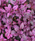 Podrostovka listoklasá Splash Select Rose - Hypoestes - semena - 30 ks