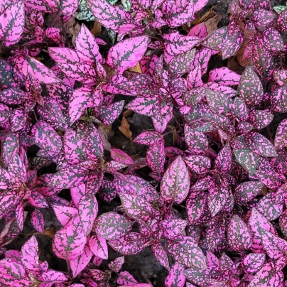 Podrostovka listoklasá Splash Select Rose - Hypoestes - semena - 30 ks