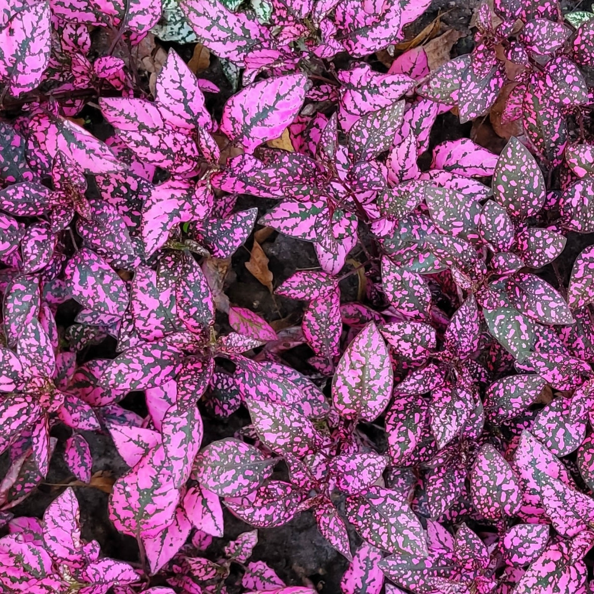 Podrostovka listoklasá Splash Select Rose - Hypoestes - semena - 30 ks