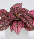 Podrostovka listoklasá Splash Select Rose - Hypoestes - semena - 30 ks