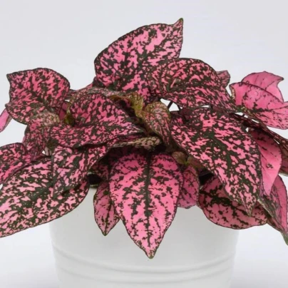 Podrostovka listoklasá Splash Select Rose - Hypoestes - semena - 30 ks