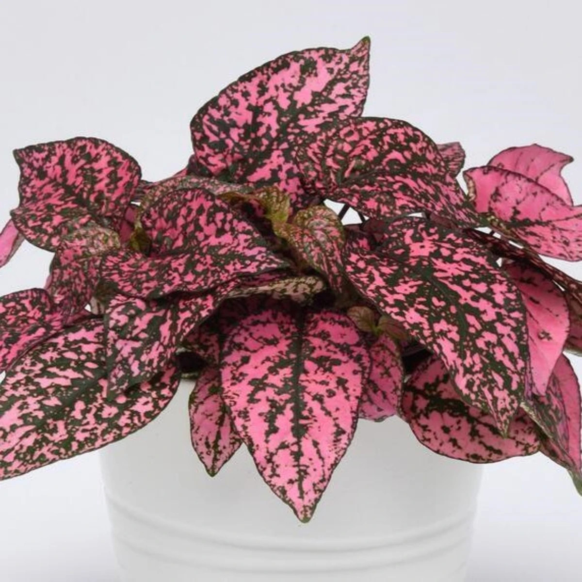 Podrostovka listoklasá Splash Select Rose - Hypoestes - semena - 30 ks