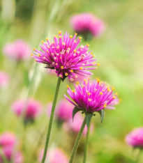 Pestrovka Fireworks - Gomphrena pulchella - semena - 10 ks