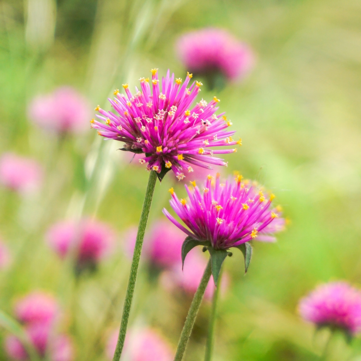 Pestrovka Fireworks - Gomphrena pulchella - semena - 20 ks