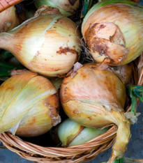 Cibule Exhibition - Allium cepa - semena - 100 ks