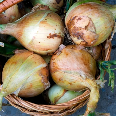 Cibule Exhibition - Allium cepa - semena - 100 ks