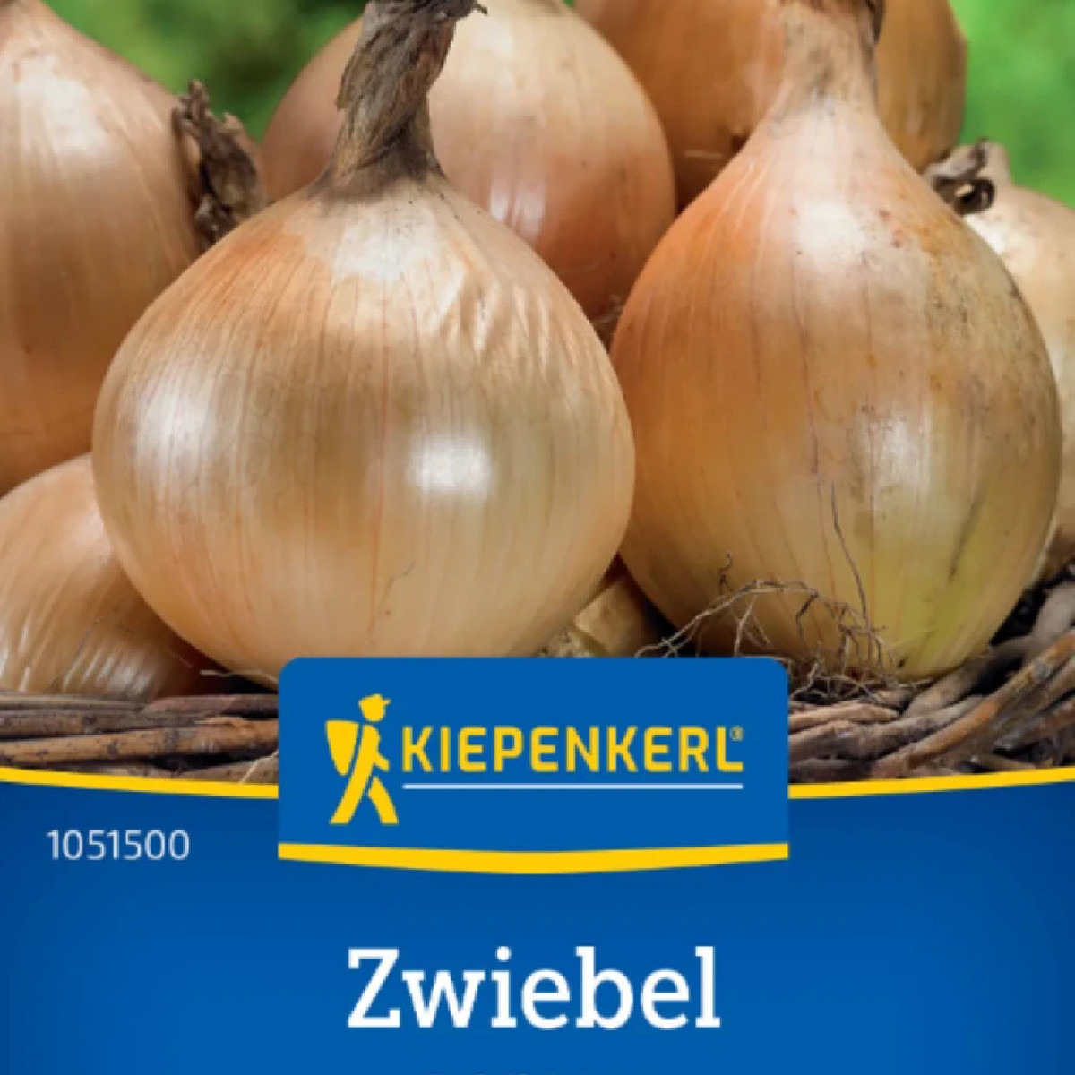 Cibule Exhibition - Allium cepa - semena - 100 ks