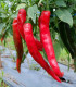 Paprika Thor F1 - Capsicum annuum - semena - 7 ks