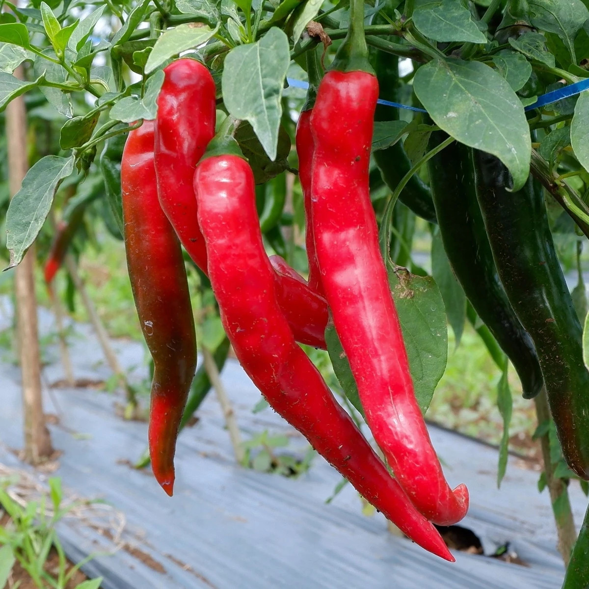 Paprika Thor F1 - Capsicum annuum - semena - 7 ks