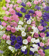 Zvonek prostřední jednoduchý - mix barev - Campanula medium - semena - 200 ks