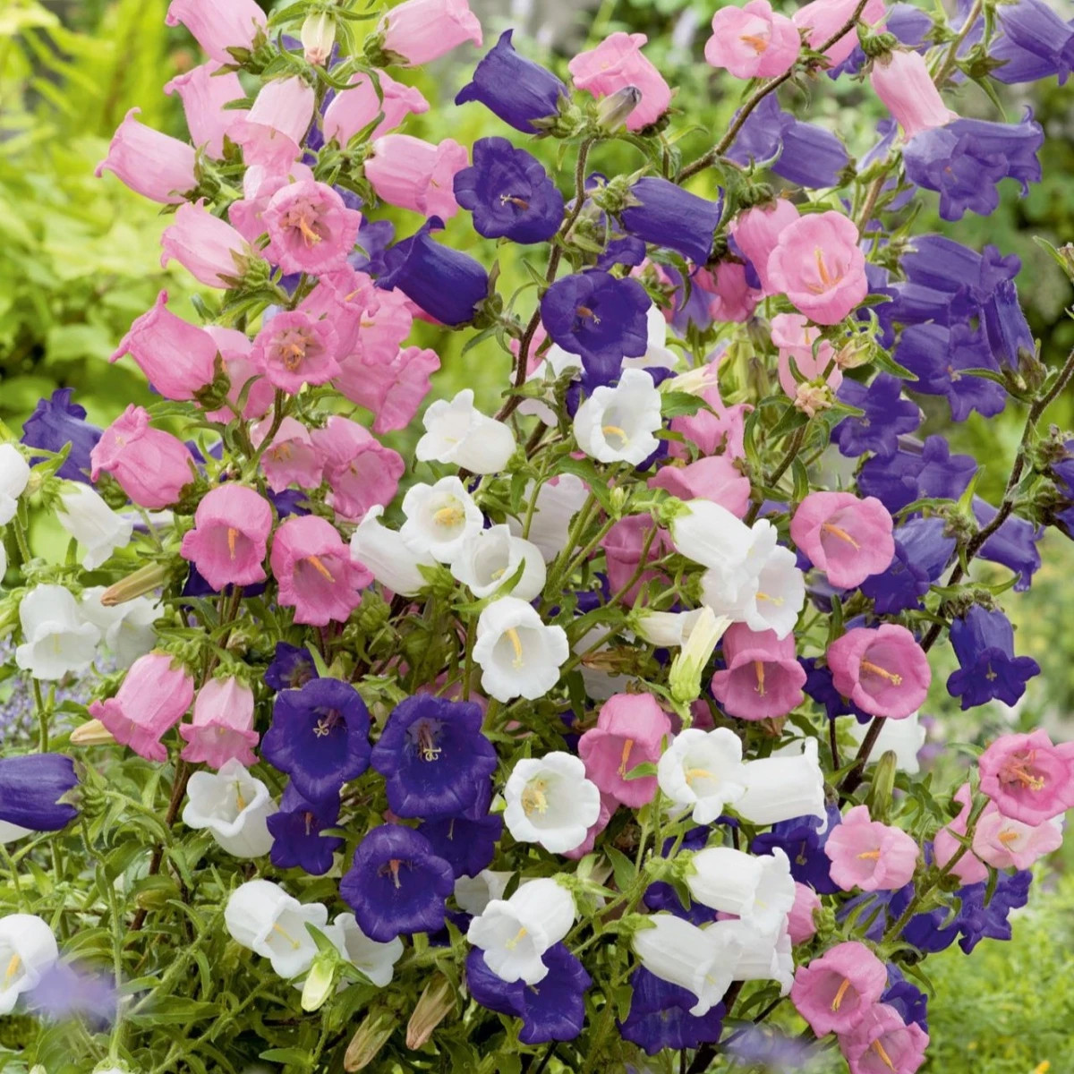 Zvonek prostřední jednoduchý - mix barev - Campanula medium - semena - 200 ks