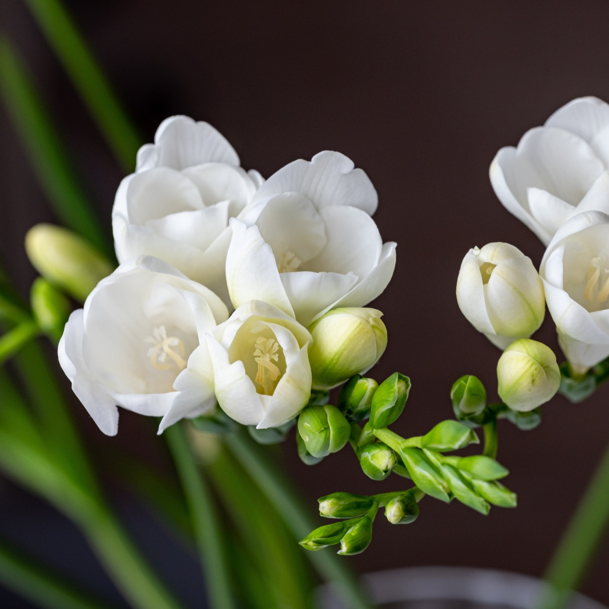 Frézie bílá - Freesia - cibuloviny - 3 ks