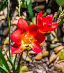 Frézie červená - Freesia - cibuloviny - 3 ks