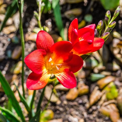 Frézie červená - Freesia - cibuloviny - 3 ks