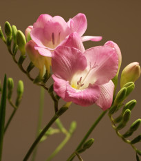 Frézie růžová - Freesia - cibuloviny - 3 ks