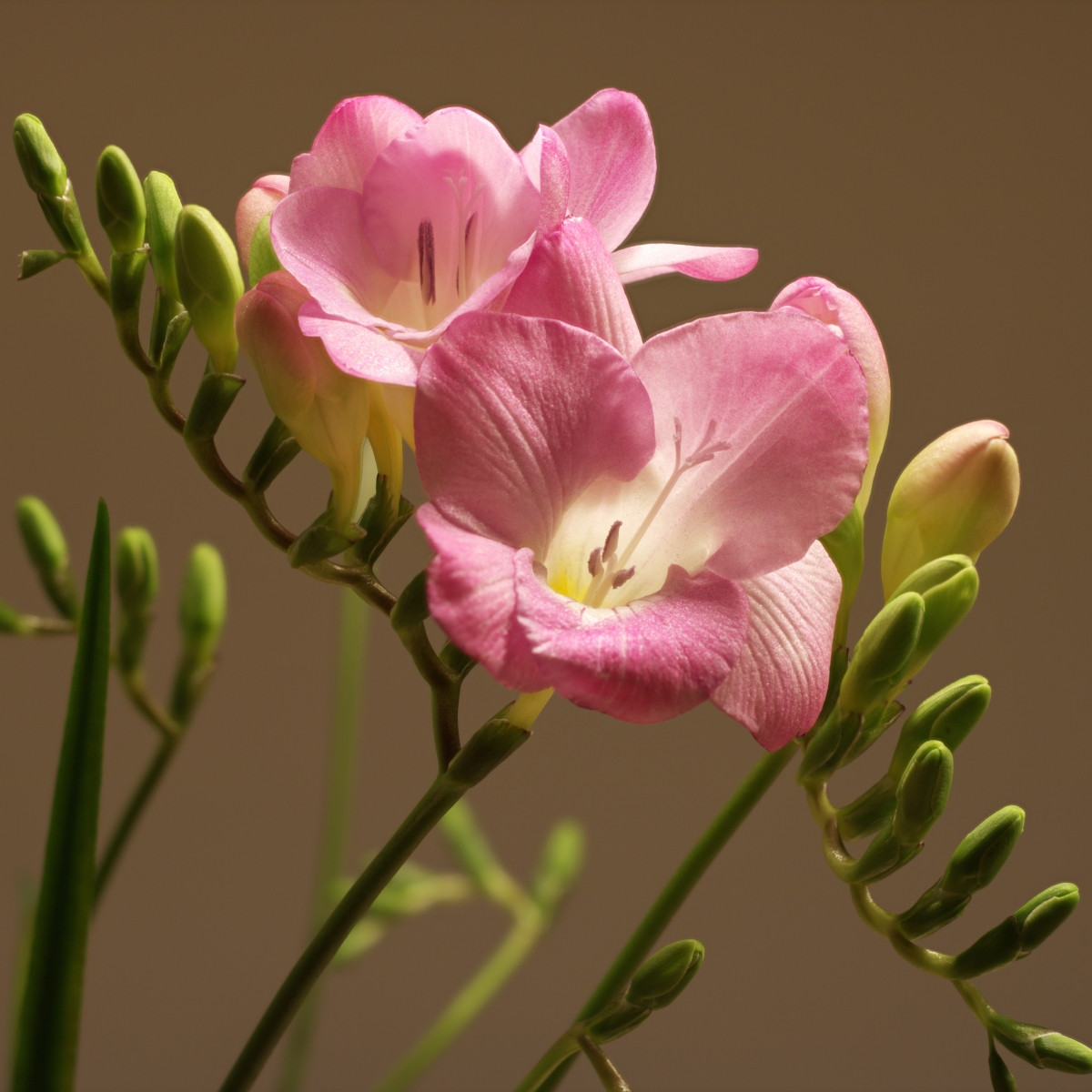 Frézie růžová - Freesia - cibuloviny - 3 ks