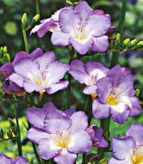 Frézie modrá - Freesia - cibuloviny - 3 ks