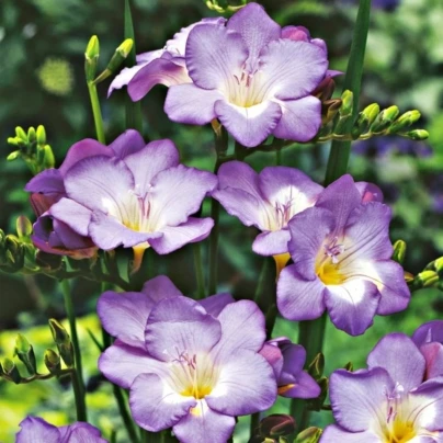 Frézie modrá - Freesia - cibuloviny - 3 ks