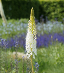 Liliochvostec White Beauty Favourite - Eremurus - cibuloviny - 1 ks