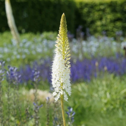 Liliochvostec White Beauty Favourite - Eremurus - cibuloviny - 1 ks