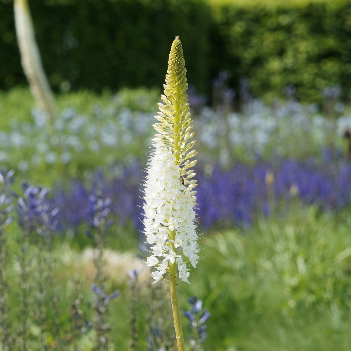 Liliochvostec White Beauty Favourite - Eremurus - cibuloviny - 1 ks