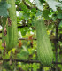 BIO Lufa válcovitá - Luffa cylindrica - bio semena - 8 ks